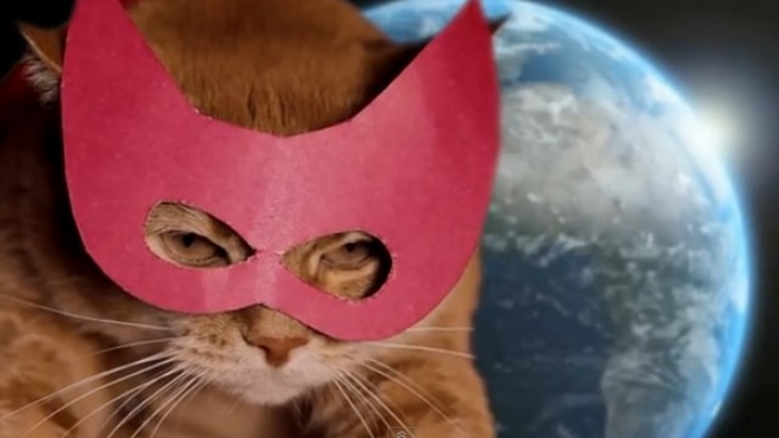 10 историй о котах-героях