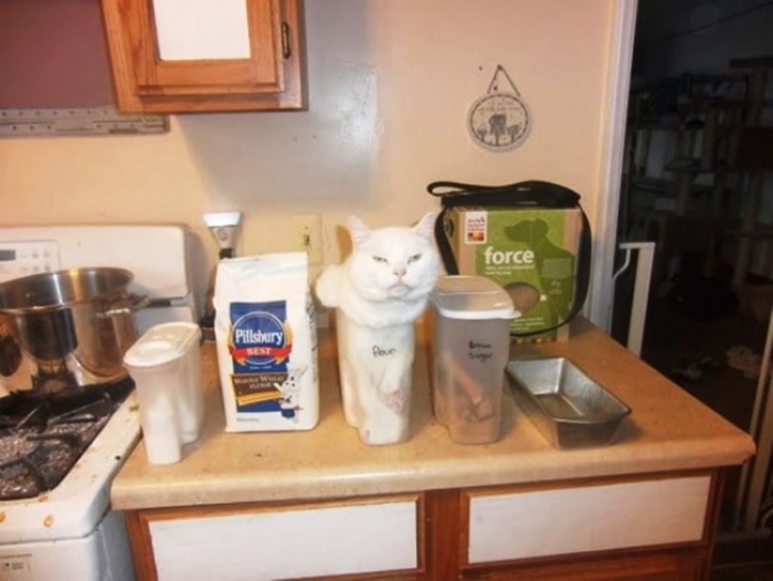 Коты, которые плевать хотели на вашу логику