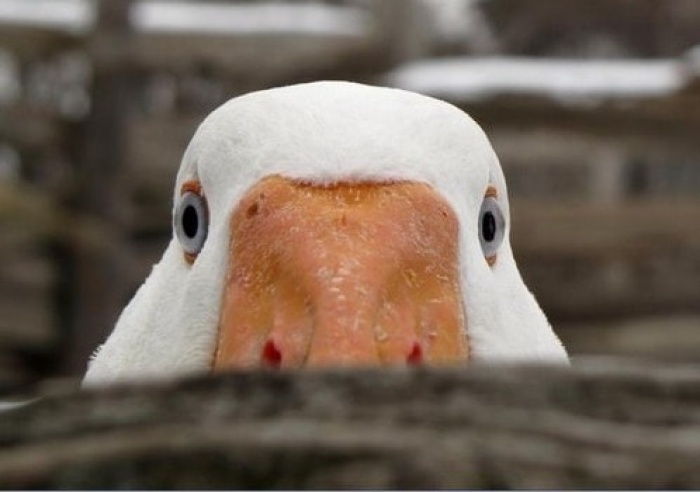 11 самых причудливых фобий