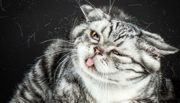 Что может быть забавнее отряхивающейся кошки?